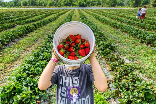 Harnessing Nature's Magic: Korean Natural Farming and Fermented Fruit Juice